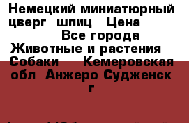 Немецкий миниатюрный(цверг) шпиц › Цена ­ 50 000 - Все города Животные и растения » Собаки   . Кемеровская обл.,Анжеро-Судженск г.